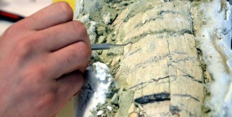 Güney Kutbu'nda yeni böcek türü fosili bulundu