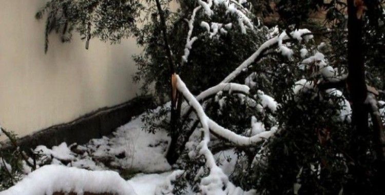 Kar 400 bin zeytin ağacına zarar verdi