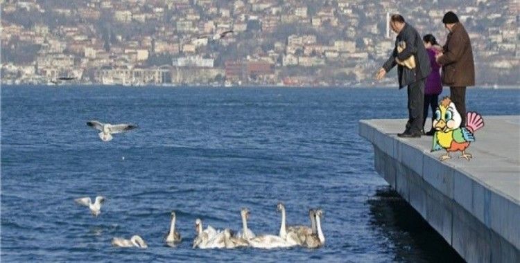 İstanbul Boğazı’nın yeni misafirleri kuğular 