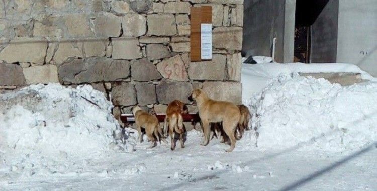 Karda yiyecek bulamayan köpeklere köylüler sahip çıktı