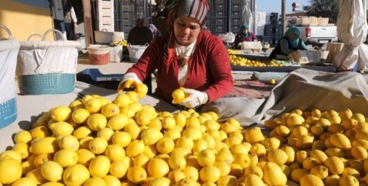 Ekşi limon ihracatla ekonomiyi tatlandırdı