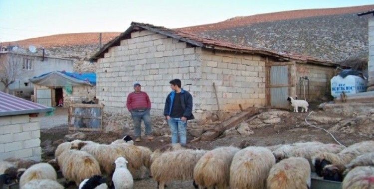 Koyun sürüsü kuzularla renklendi