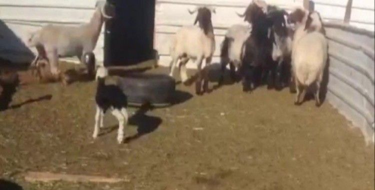 Kuzudan korkan koyunlar güldürdü