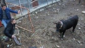 Öfkeli boğa 5 kişiyi yaraladı