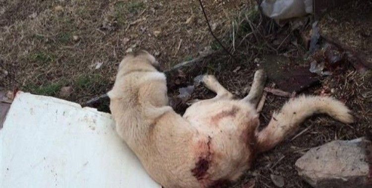Silahlı saldırıya uğrayan köpek hayatını kaybetti