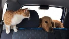 Pascal ve Püskül'ün şaşırtan dostluğu