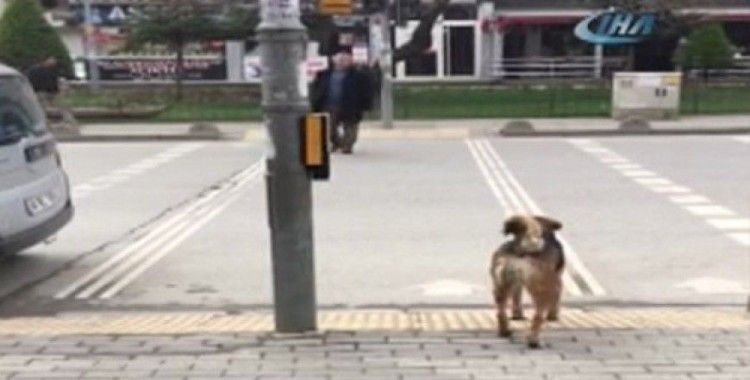 Köpekten insanlığa trafik dersi