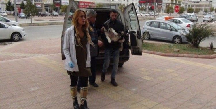 El Bab'da yaralanan sokak köpeği Gaziantep'e getirildi