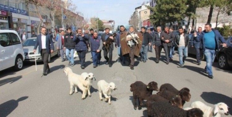 Ünlü türkücü çoban oldu, koyunlarla şehri gezdi