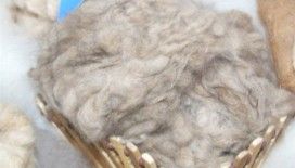 1 kilo ham kaşmirin fiyatı 88-90 bin MNT