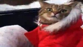 Montunu giydi, şehri gezdi