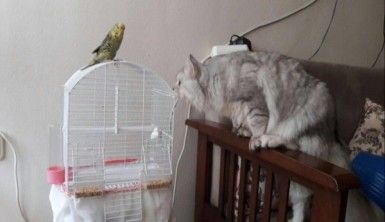 Kedi ile muhabbet kuşunun dostluğu düşman çatlatıyor
