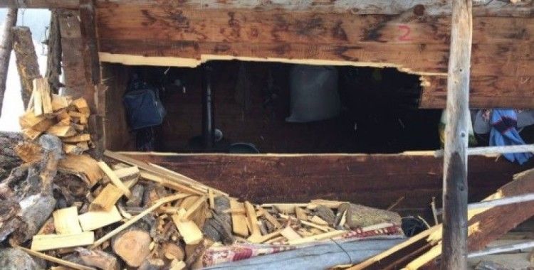 Artvin'de ayılar ahşap evleri parçaladı