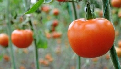 Domatesin ateşi düştü