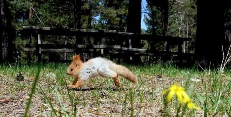 Yavru kızıl sincap 'Ormancı' doğaya bırakıldı