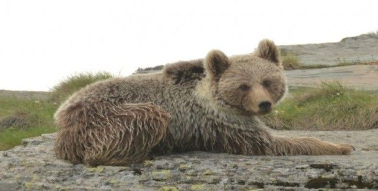 Artvin'de ayıların envanteri çıkartıldı