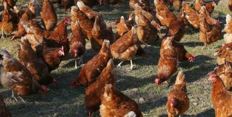 Rusya'ya tavuk ihracatı iç pazar fiyatlarını etkilemeyecek