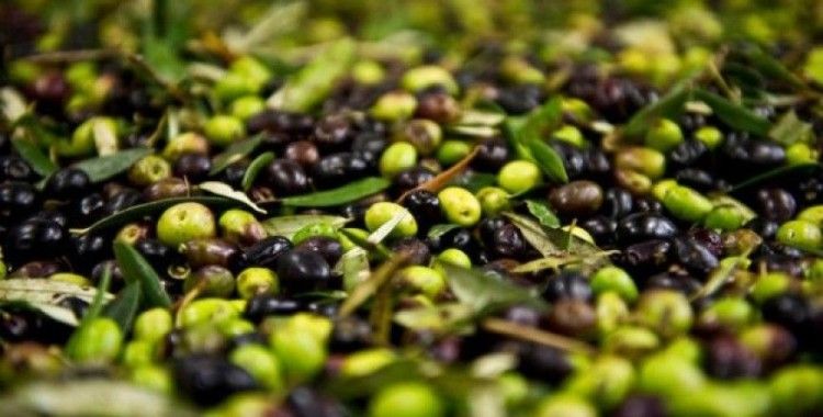 Türkiye'nin zeytin çeşitleri