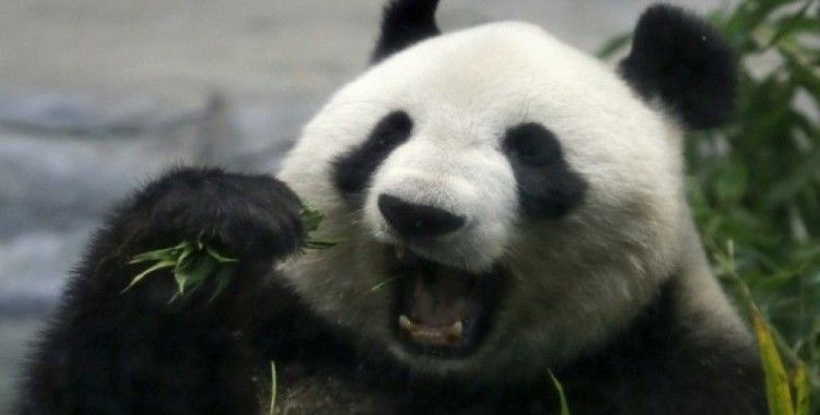 Dev panda 5 yıl sonra doğum yaptı