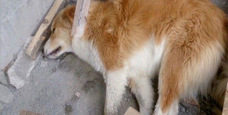 Kastamonu'da 14 köpek ile 18 kedi, zehirlenerek öldürüldü