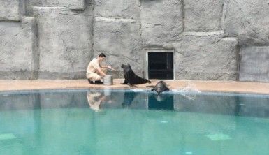 Bursa Hayvanat Bahçesi’nin yeni misafirleri ilgi çekiyor