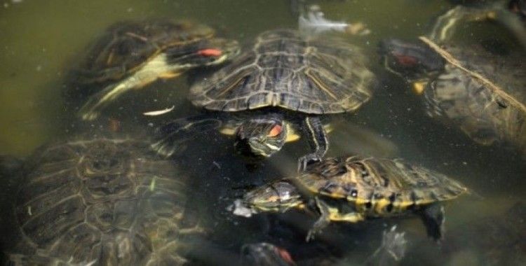 Sıcaktan bunalan yüzlerce kaplumbağayı ekmekle besliyor