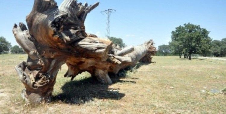 200 yaşındaki çam ağacı yıkıldı ama yok olmadı