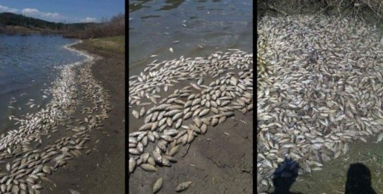 Tekirdağ'da binlerce ölü balık karaya vurdu