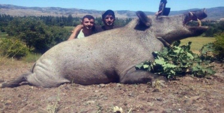 350 kilo ağırlığında domuz avladılar