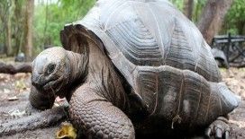 100 yaşındaki kaplumbağayı çaldılar