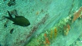 Petrole maruz kalmak balıkların davranışlarını etkiliyor