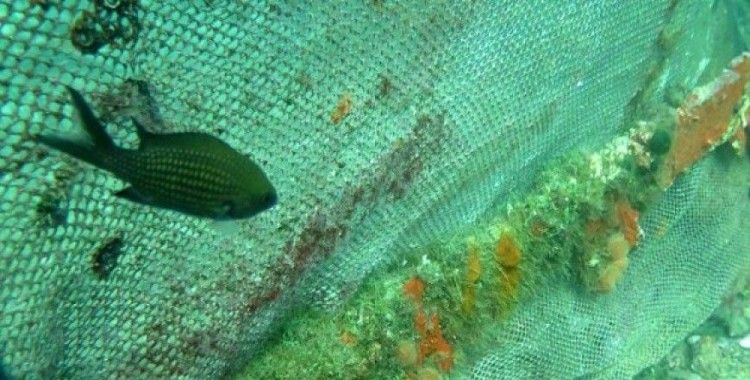 Petrole maruz kalmak balıkların davranışlarını etkiliyor