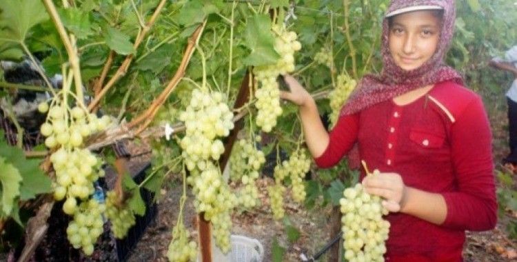 Türkiye'nin üzüm ambarında hasat dönemi