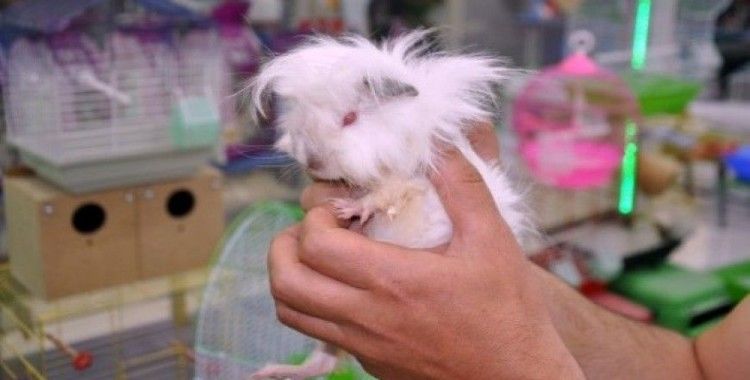 Sincaba benziyor sincap değil