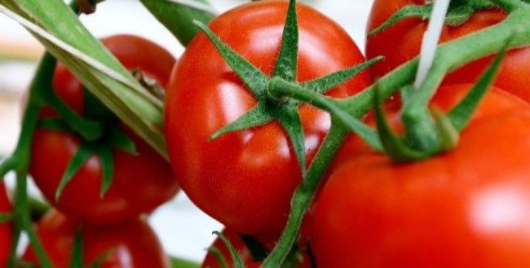 Rusya ve Türkiye İzmir Fuarı'nda domates ithalatını görüşecek