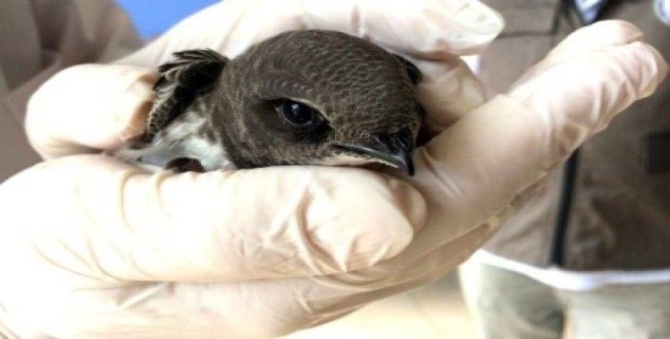 Yaralı ebabil kuşu tedavisinin ardından doğaya salındı