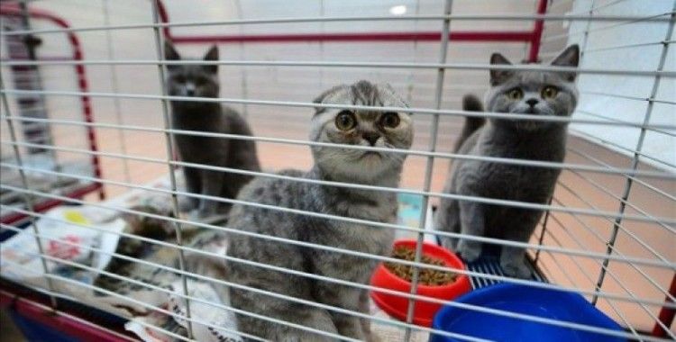 Kaçak getirilen İşkoç kedileri ücretsiz sahiplendirilecek