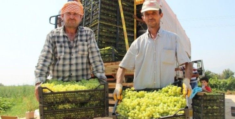 Türk üzümü 1 yıl aradan sonra yeniden Rus pazarında 