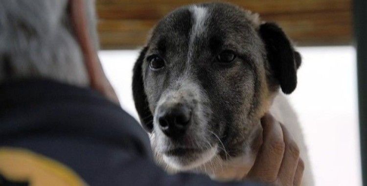 Fransa'da köpeğini döven kişiye 6 ay hapis