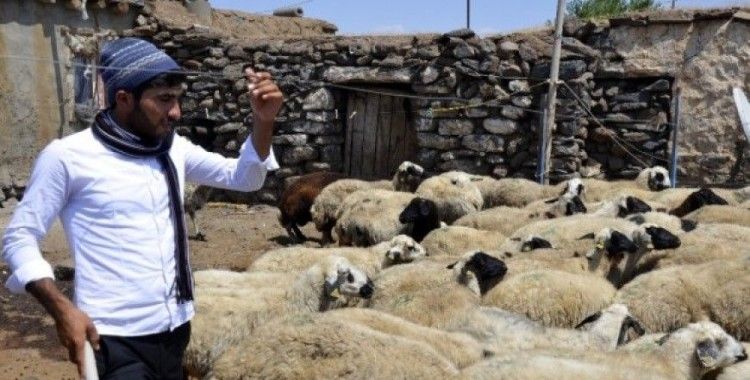 ÖSYM'nin hatası çoban Ahmet'in hayallerini yıktı