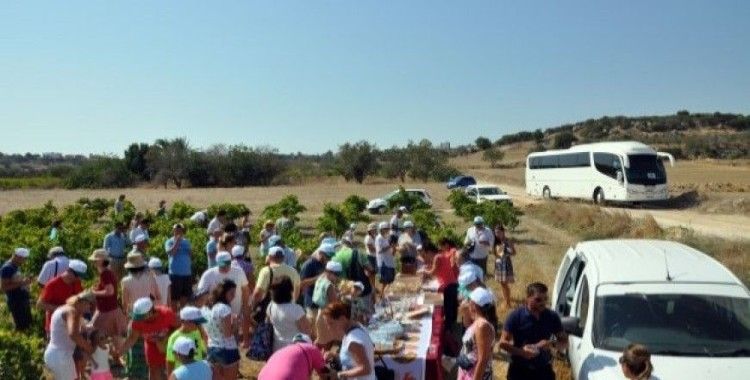 Turistler, KKTC’de üzüm hasadına katıldı