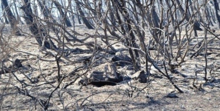 Ayvalık'ta 15 hektar alan yandı