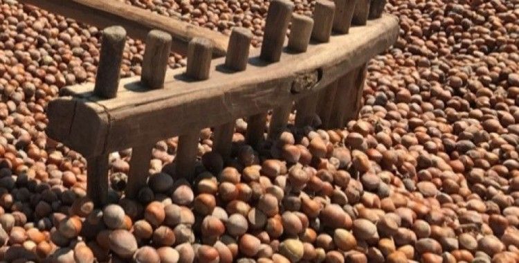 Fındık tüccarlarına aflatoksin uyarısı