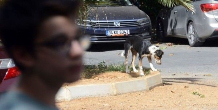 Saldırgan köpekler yüzünden mahalleli dışarı çıkamıyor 
