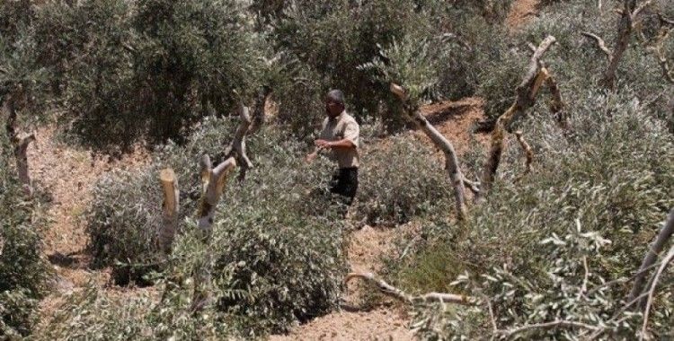 Yahudi yerleşimciler Filistinlilerin zeytin ağaçlarını kesti