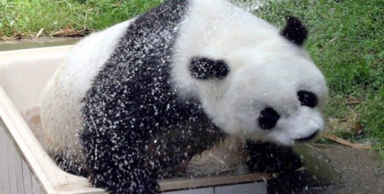 Dünyanın en yaşlı pandası Basi öldü