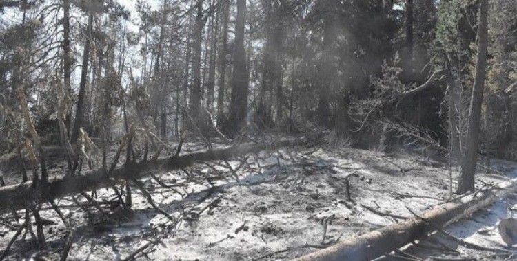 Orman yangınları 600 hektar alanda etkili oldu