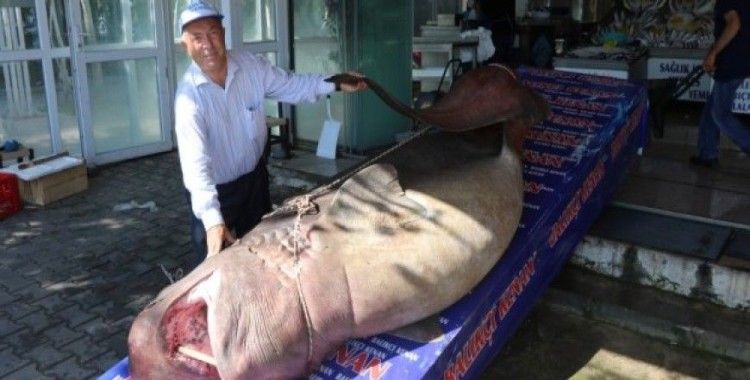 ​1 ton 200 kiloluk köpekbalığı yakalandı