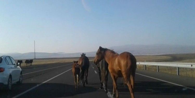 Kars’ta, başıboş atlar tehlike yaratıyor