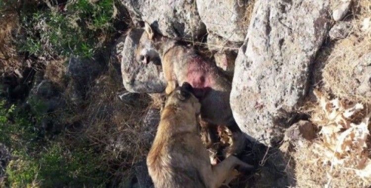 Sürüye saldırmak isteyen kurt öldürüldü